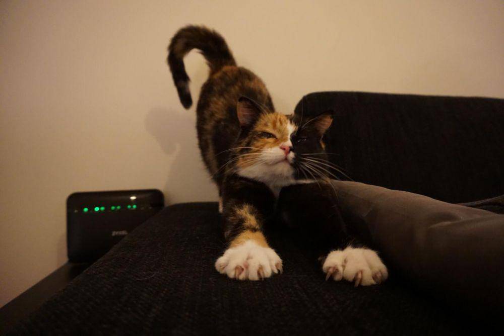 potret foto di momen yang tepat (reddit.com/user/LiljaKillYa)
