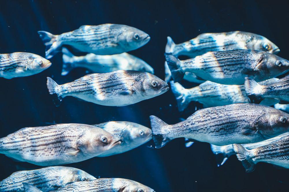 ilustrasi sekumpulan ikan di laut (unsplash.com/@anniespratt)