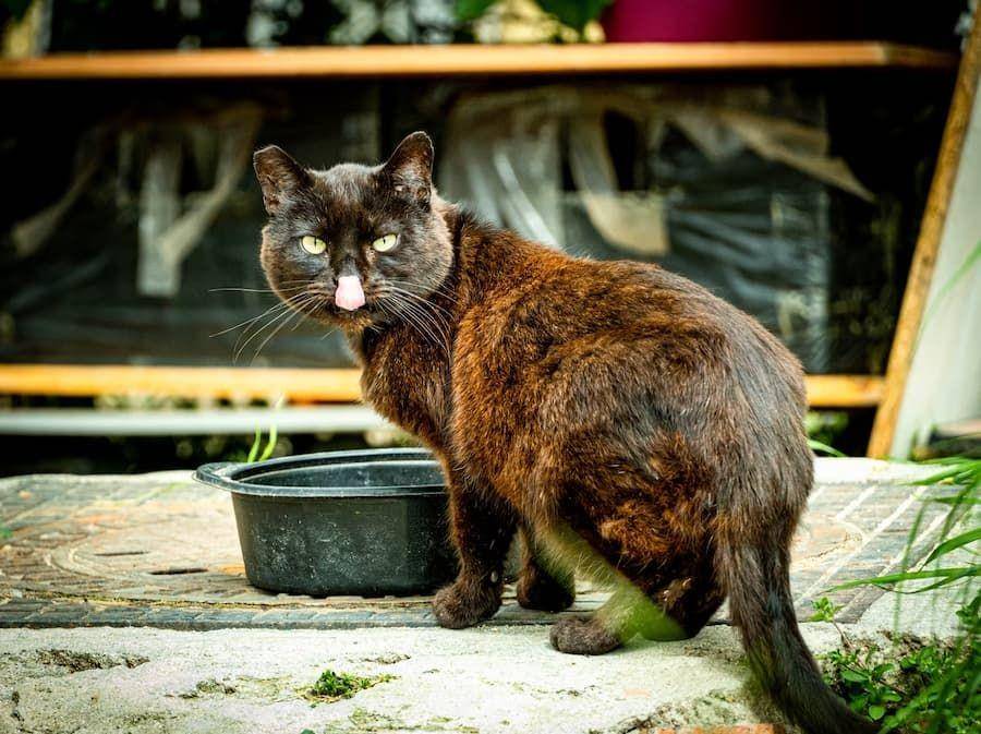 ilustrasi kucing liar makan (unsplash.com/jose