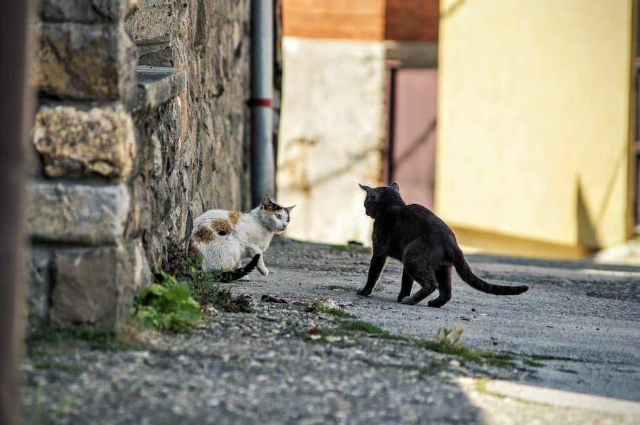 4 Cara Menangkap Kucing Liar yang Aman dan Tidak Menyakitinya