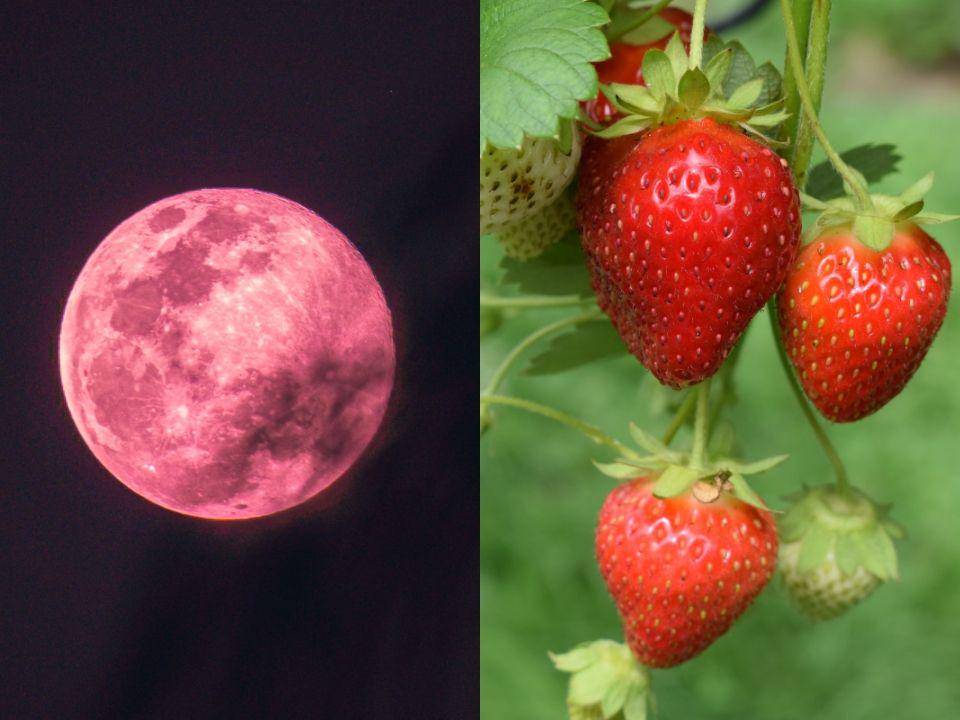 Strawberry Moon