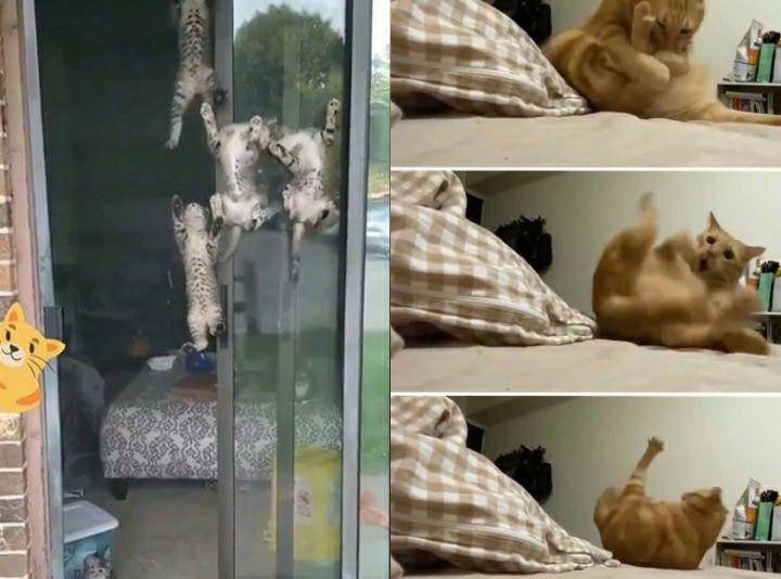 kucing "ngereog" (reddit.com/5_Frog_Margin | reddit.com/Azsnee09)
