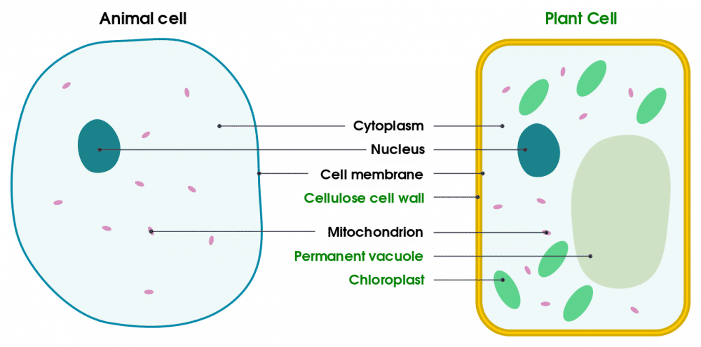 ilustrasi diagram perbedaan sel hewan dan tanaman (wikimedia.org/Domdomegg)