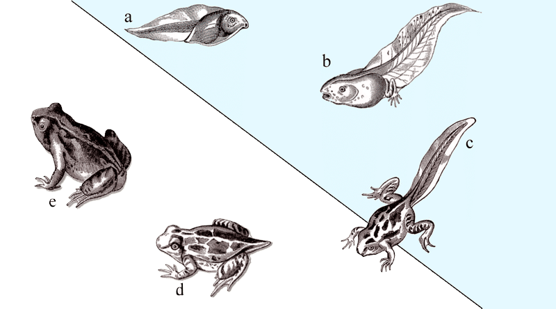 ilustrasi metamorfosis yang dialami spesies katak (wikimedia.org/Coldbolt)
