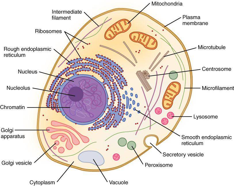 ilustrasi struktur dari sel hewan (wikimedia.org/OpenStax)