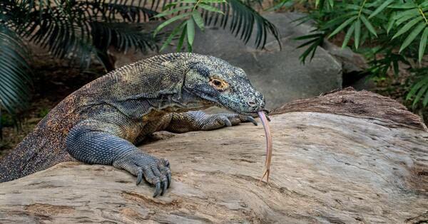 7 Fakta Epik Komodo, Kadal Terbesar di Bumi