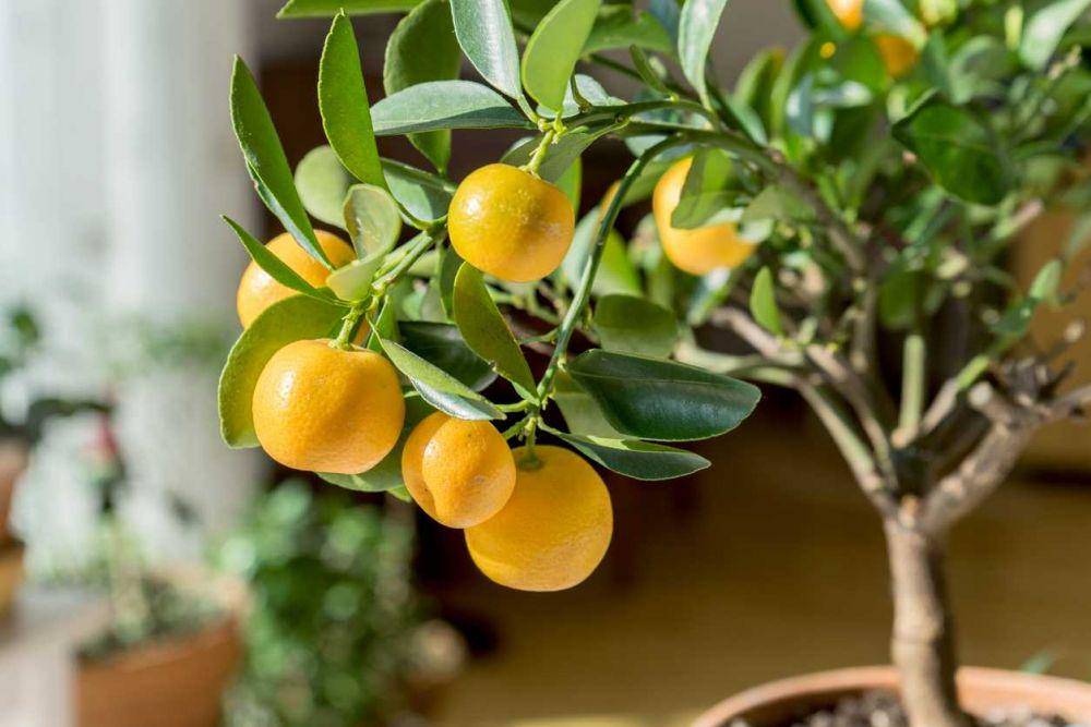 ilustrasi tanaman citrus (gardeningknowhow.com/coramueller)