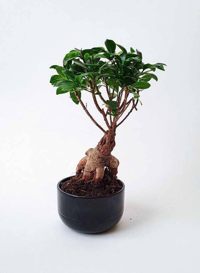 ilustrasi ficus ginseng (pexels.com/Elīna Arāja)