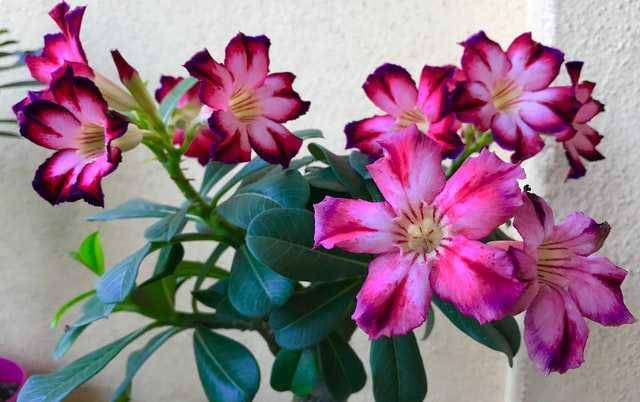 ilustrasi adenium obesum (pexels.com/Chee Seng Chin)