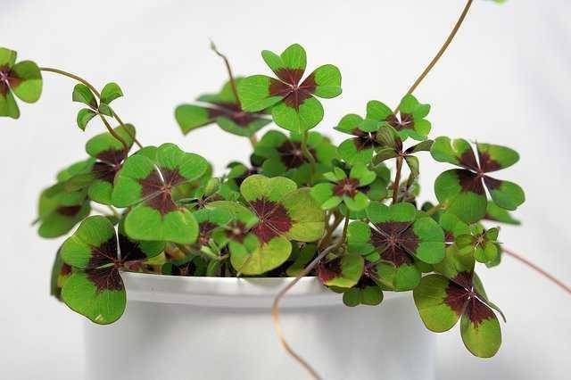 ilustrasi good luck plant (pixabay.com/webandi)
