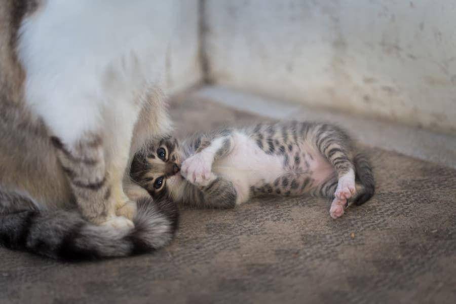 ilustrasi anak kucing (unsplash.com/anton atanasov)