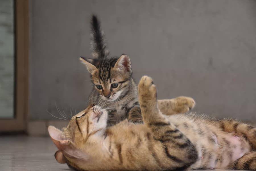ilustrasi induk dan anak kucing (unsplash.com/james johnson)