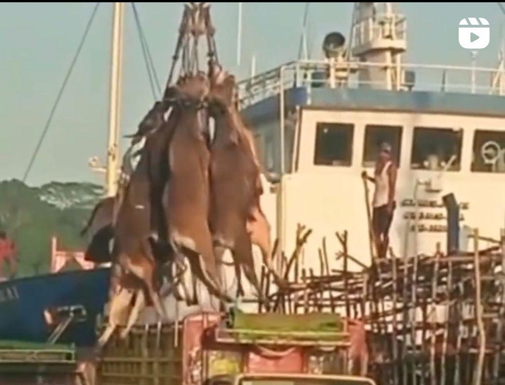 Kasus Sapi Digantung saat Dipindahkan, Pelaku Bisa Kena Pasal Pidana