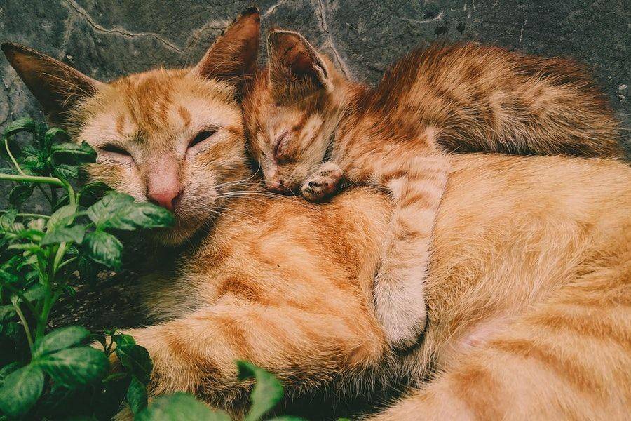 ilustrasi induk kucing dan anak (pexels.com/mochamad wildan)