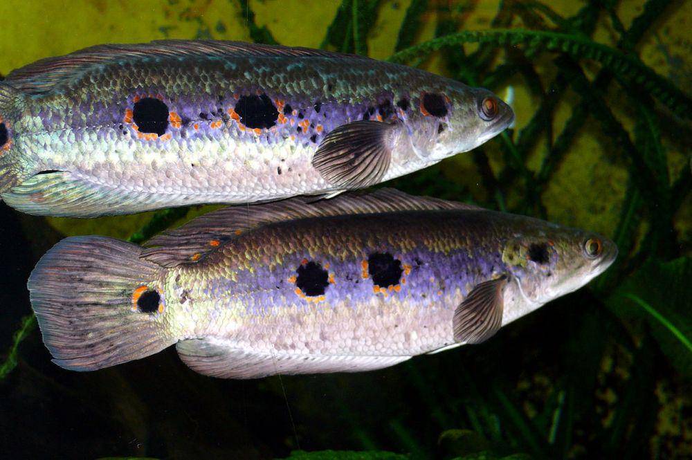 Channa pleurophthalma (commons.wikimedia.org/Haplochromis)