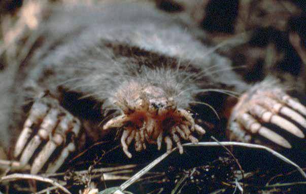 Potret seekor tikus mondok berhidung bintang ketika baru keluar dari tanah. (commons.wikimedia.org/Amerika Serikat/US National Parks Service)