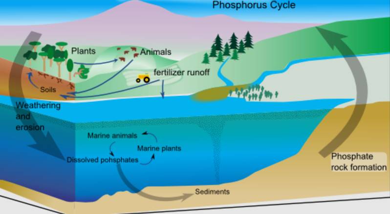 ilustrasi daur fosfor (commons.wikimedia.org/Bonniemf)
