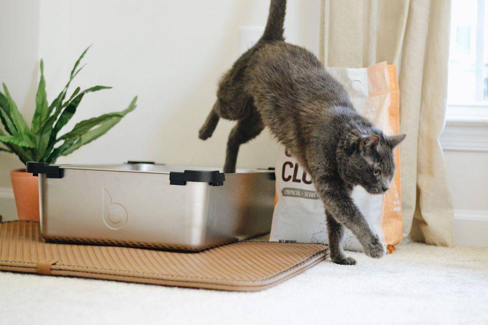 ilustrasi kucing setelah buang air (unsplash.com/Litter Robot)