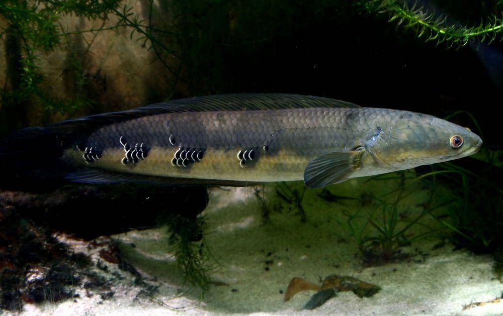 ikan toman atau Channa micropeltes (flickr.com/Mohd Fazlin Mohd Effendy Ooi)