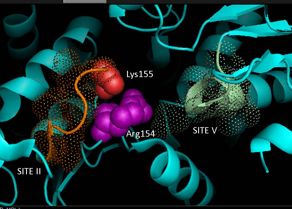 struktur PYMOL enzim (commons.wikimedia.org/Payalcshah)
