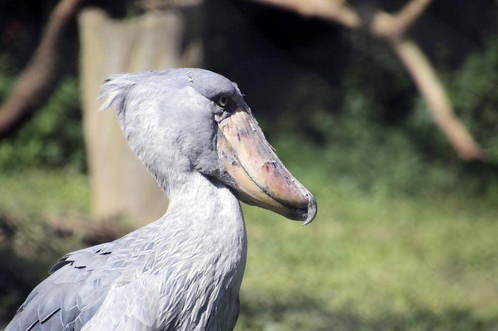bangau shoebill yang ada dalam penangkaran (pixabay.com/NRay91)