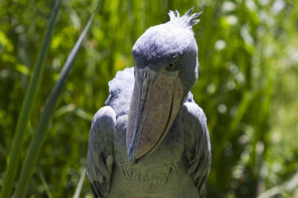 seekor bangau shoebill di alam liar (pixabay.com/Wiemann)