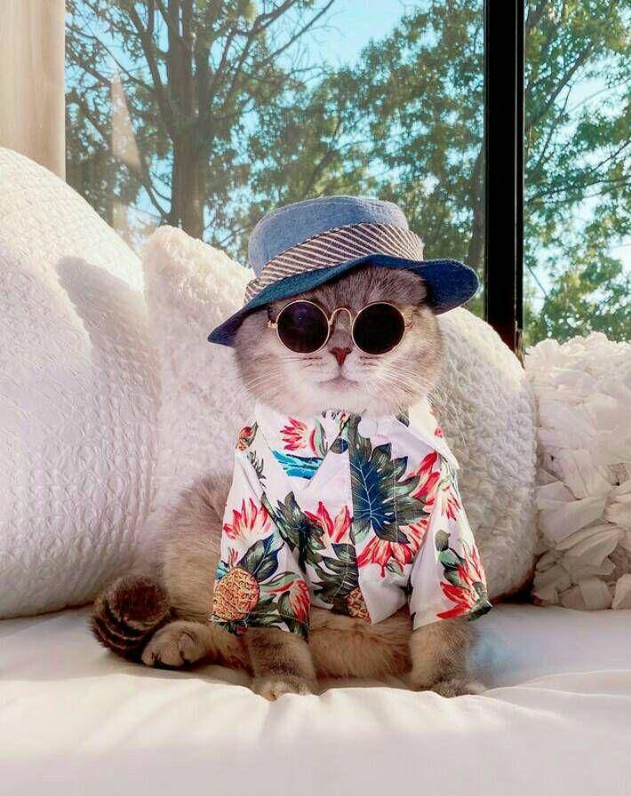 tampil trendy ala kostum benson (instagram.com/a_street_cat_named_benson)