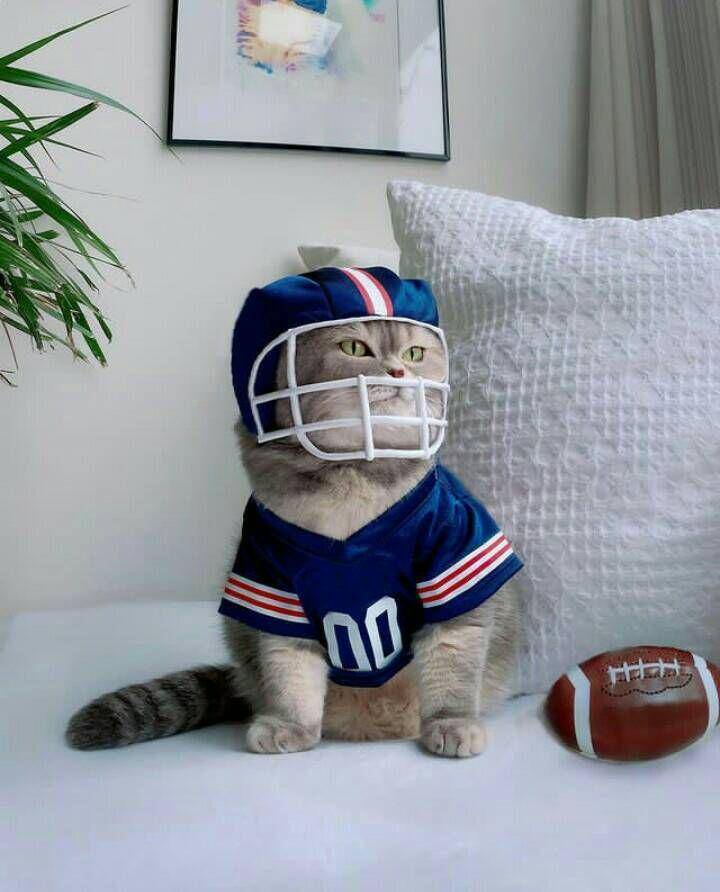 tampil trendy ala kostum benson (instagram.com/a_street_cat_named_benson)