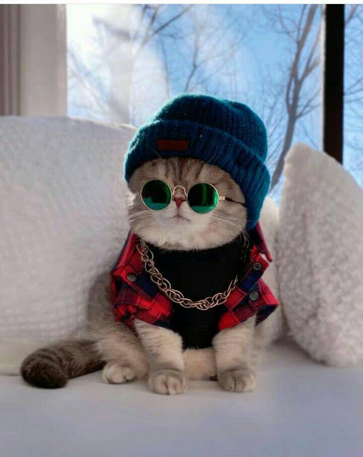 10 Potret Benson Kucing Asal Amerika Serikat, Super Stylish!
