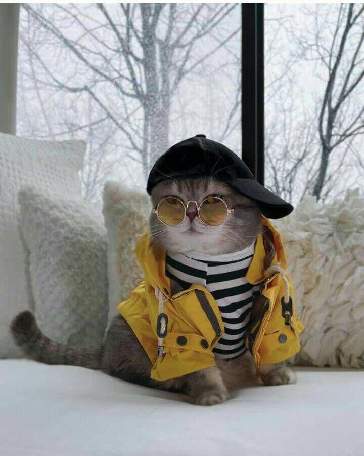 tampil trendy ala kostum benson (instagram.com/a_street_cat_named_benson)