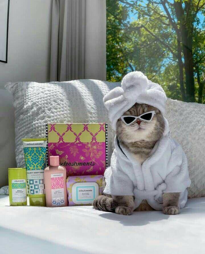 tampil trendy ala kostum benson (instagram.com/a_street_cat_named_benson)