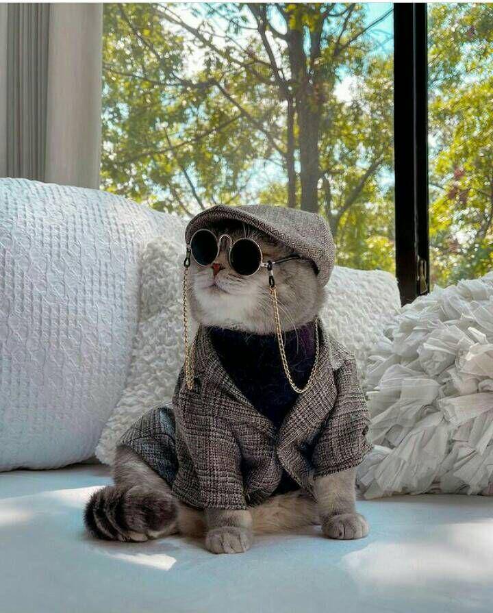 tampil trendy ala kostum benson (instagram.com/a_street_cat_named_benson)