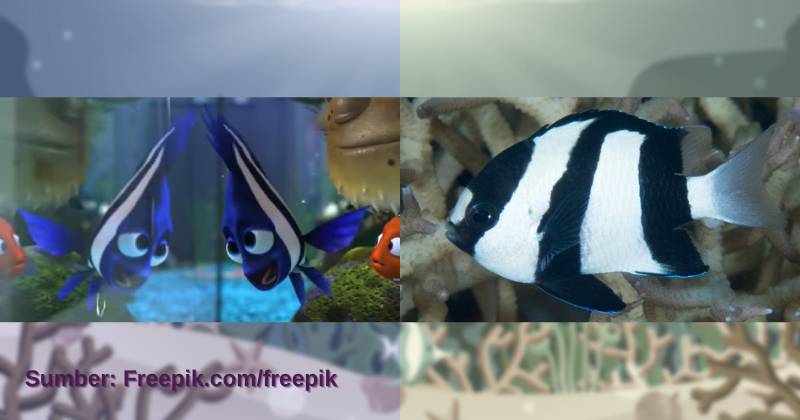 karakter Deb dan ilustrasi striped damselfish (dok. Pixar Animation Studios/Finding Nemo | commons.wikimedia.org/Rickard Zerpe)