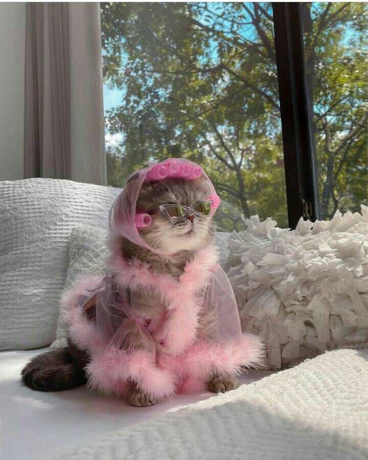 tampil trendy ala kostum benson (instagram.com/a_street_cat_named_benson)