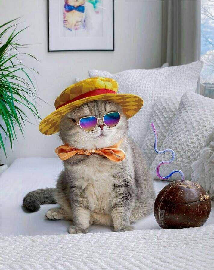 tampil trendy ala kostum benson (instagram.com/a_street_cat_named_benson)