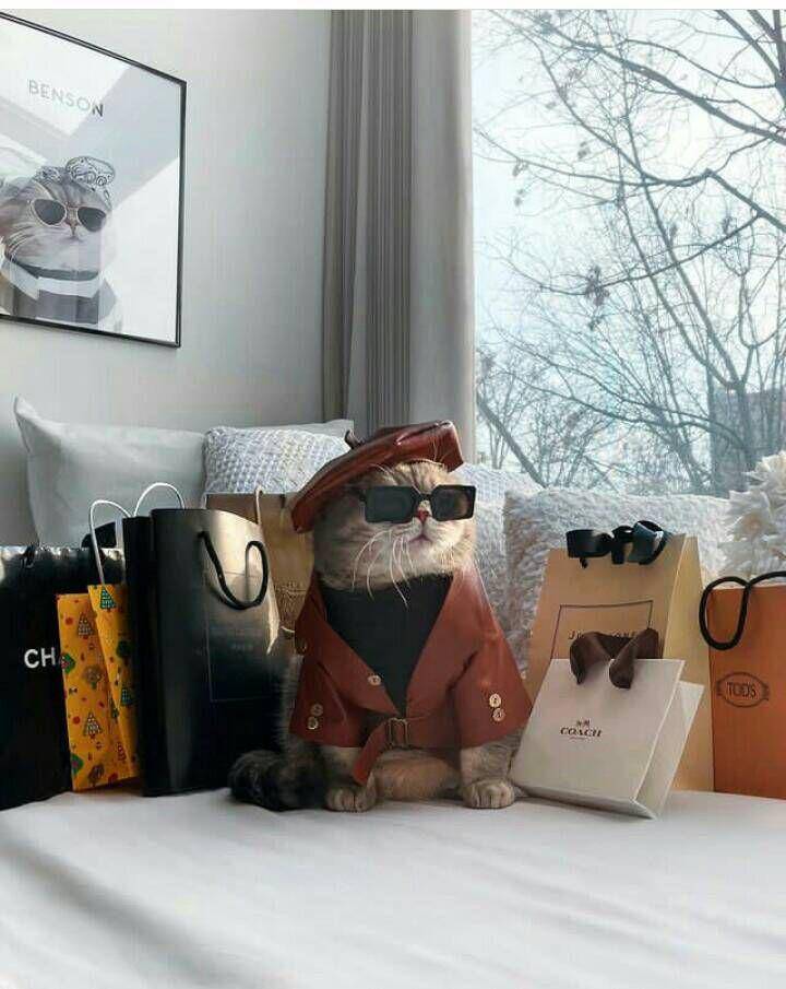 tampil trendy ala kostum benson (instagram.com/a_street_cat_named_benson)