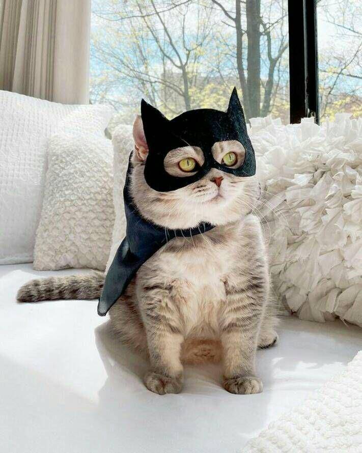 tampil trendy ala kostum benson (instagram.com/a_street_cat_named_benson)