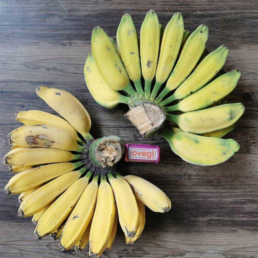 ilustrasi pisang kepok (instagram.com/ovegi.sby)