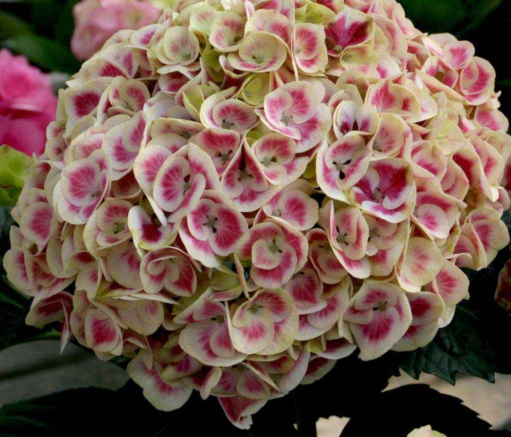 ilustrasi Cityline 'Mars' Hydrangea (provenwinners.com)