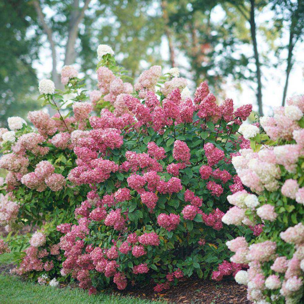 ilustrasi panicle Hydrangea (springmeadownursery.com)