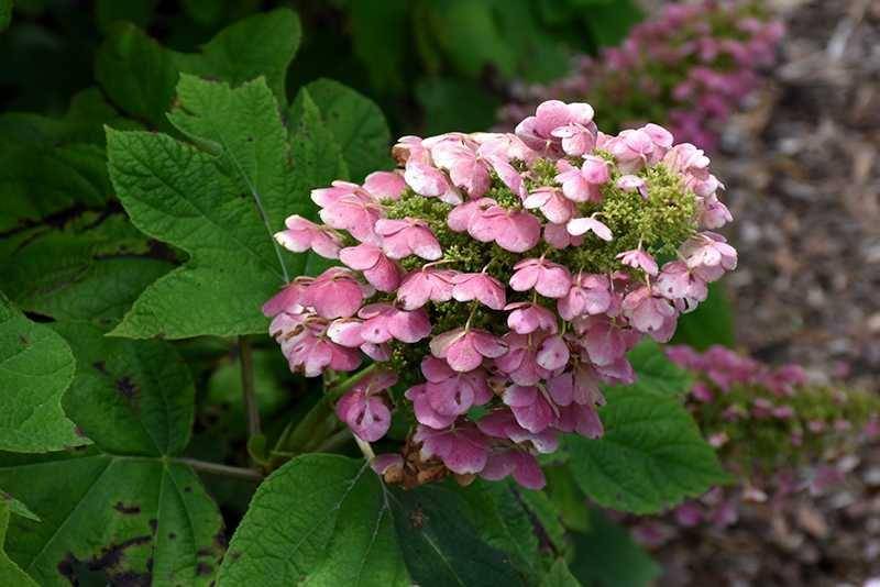ilustrasi gatsby pink Hydrangea (plants.westonnurseries.com)