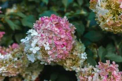ilustrasi Zinfin doll Hydrangea (thespruce.com/Autumn Wood)
