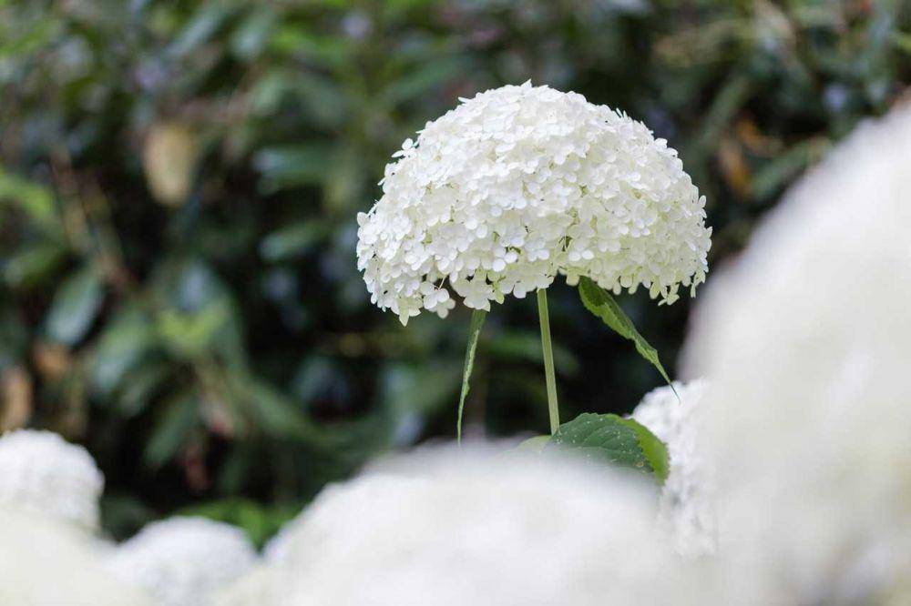 ilustrasi Hydrangea arborescens 'Abetwo'(pexels.com/Julia F)