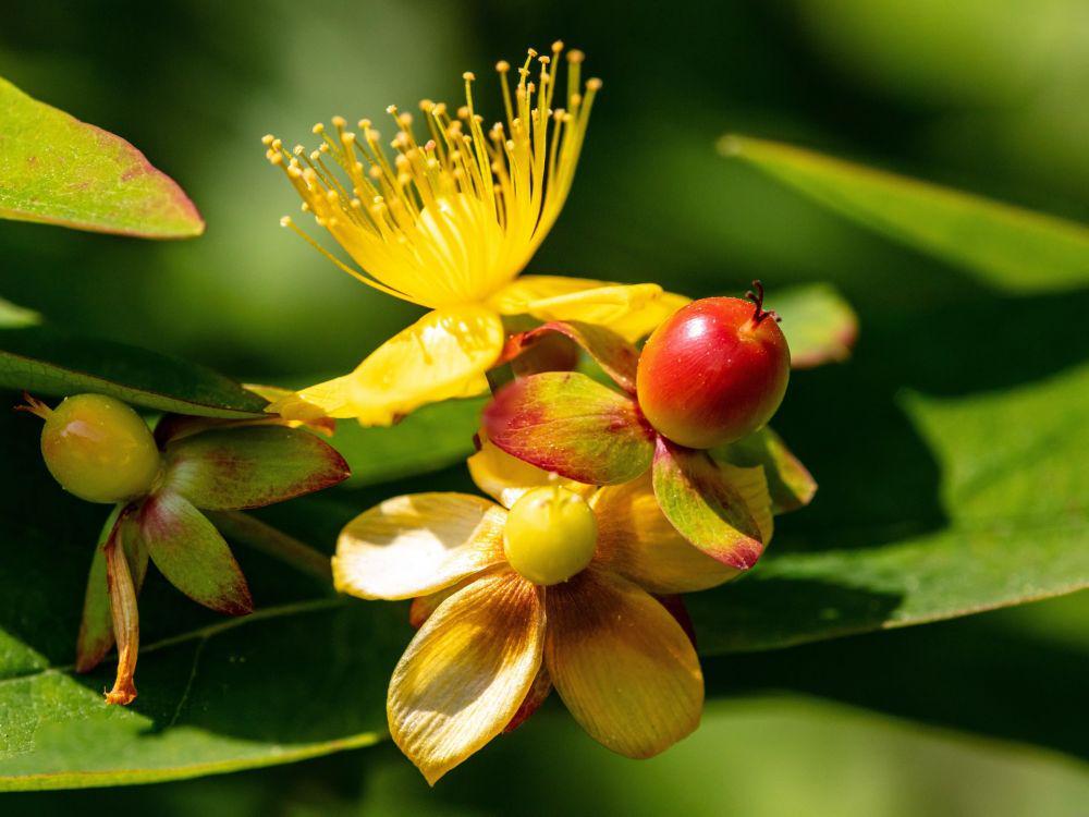Mengenal St. John's wort, Herbal yang Diyakini Ampuh Atasi Depresi