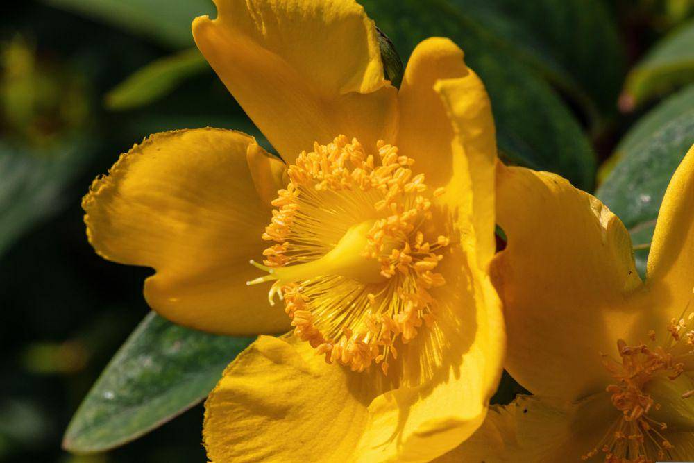 ilustrasi St. John's Wort (unsplash.com/Gary J Stearman)