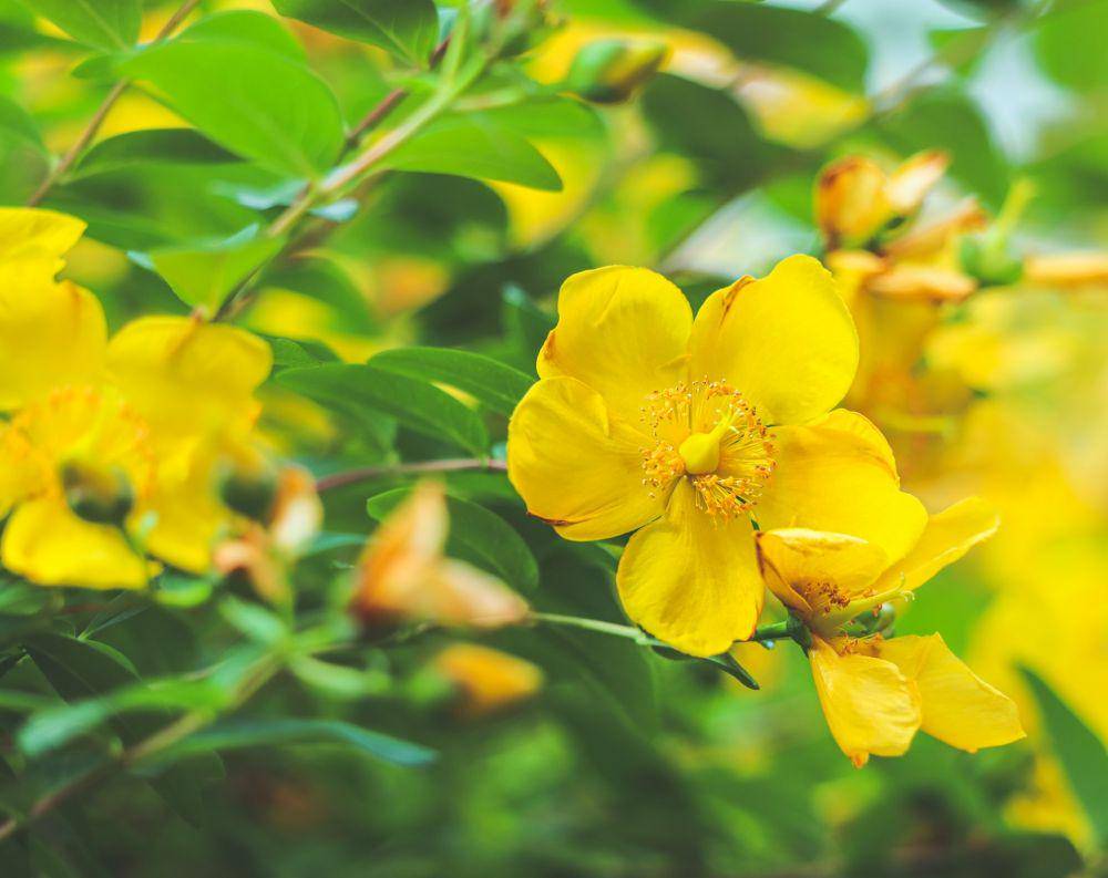 ilustrasi St. John's wort (unsplash.com/Lex Melony)