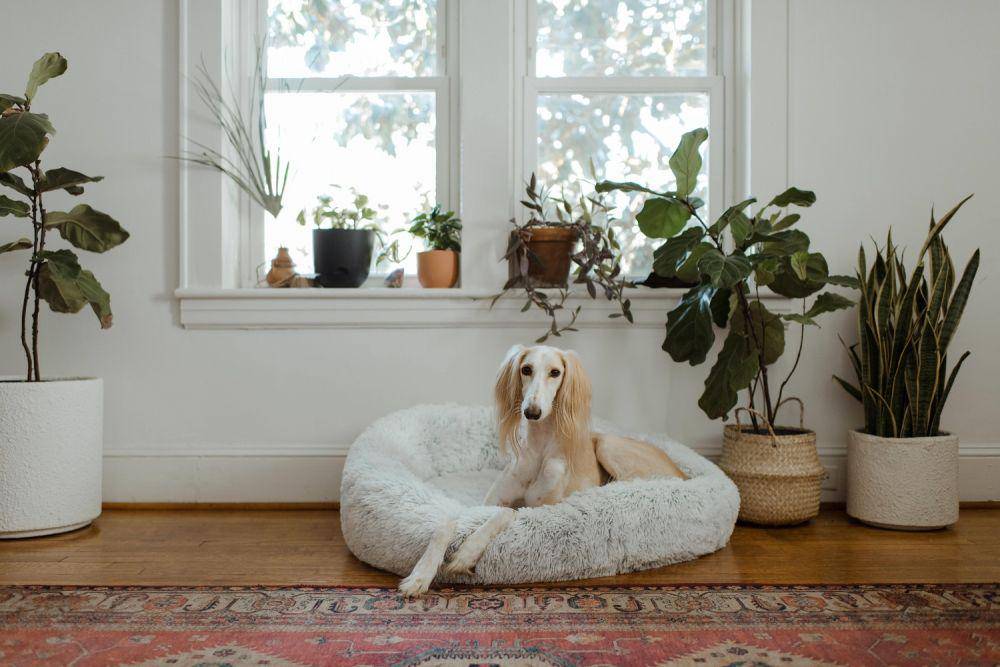 tempat tidur anjing (unsplash.com/@chewy)