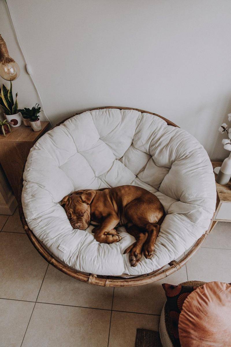 tempat tidur anjing (unsplash.com/@s_midili)