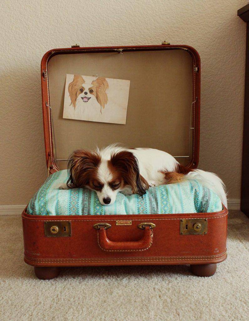 tempat tidur anjing (theownerbuildernetwork.co)