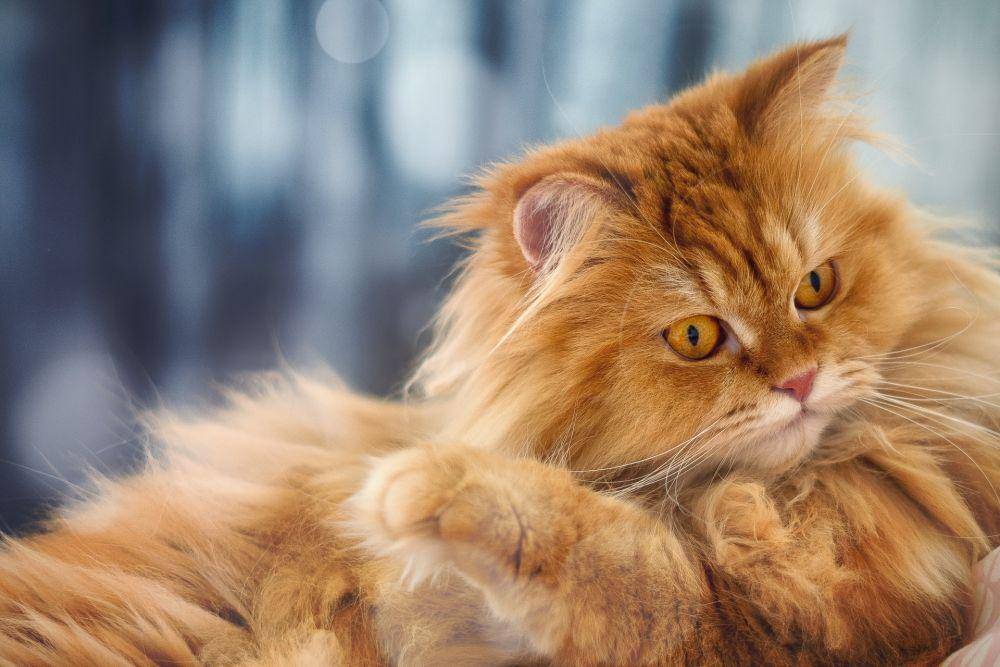 ilustrasi kucing oren (unsplash.com/Adryan RA)